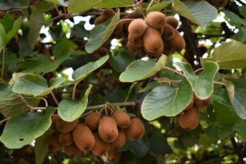 kiwi on the tree