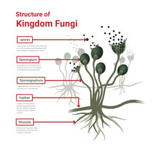 Structure Of Rhizopus Mold,  Bread Mold, Black Fungus, Illustration. Opportunistic Fungi That Cause Mucormycosis Involving Skin, Nasal Sinuses, Brain And Lungs. 