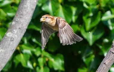 Canvas Print - bird on a feeder