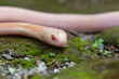 Close up of a juvenile albino javan spitting cobra slithering on mossy pavement near settlement