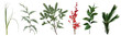 Mix of seasonal herbs and plants vector collection. Christmas winter greenery