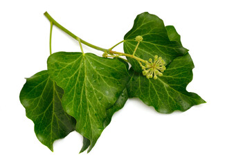 Wall Mural - Hedera helix, English ivy, European ivy, or just ivy. Isolated on white background