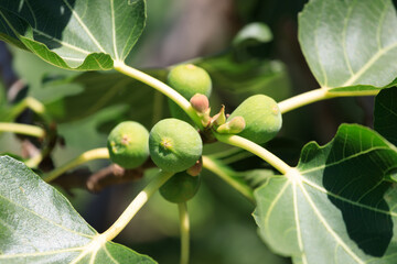 Poster - green fig fruits grow on the tree
