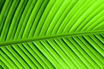 Poster - green beautiful sheet close-up illuminated by the sun