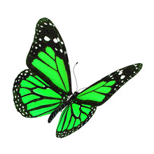 3d Illustration Of A Green Butterfly