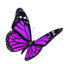 3d Illustration Of A Purple Butterfly