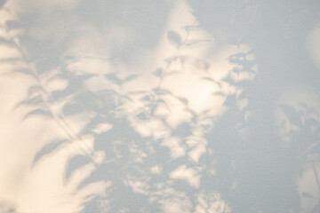 Abstract natural tree leaves shadow on white wall background