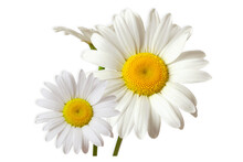Beautiful Daisy White Flower Blooming In Spring,cutout Transparent Background