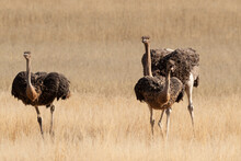 Autruche D'Afrique, .Struthio Camelus, Common Ostrich, Désert Du Kalahari, Afrique Du Sud