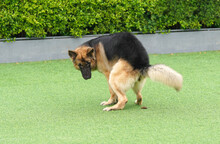 German Shepherd Dog Pooping In Back Yard