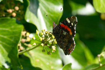 Red admiral butterfly (Vanessa Atalanta) with closed wings perched on hedge (hedera helix) in Zurich, Switzerland