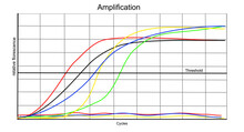 The Amplification Curve Of Real Time-PCR Or Qualitative PCR Technique For Detected Target DNA