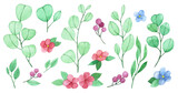 Fototapeta Kwiaty - watercolor drawing. set of cute eucalyptus leaves, flowers and berries. simple stylized drawing in pastel colors