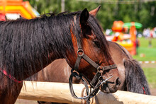 Portrait Of A Brown Horse In A Bridle. A Bay Horse Is Tied To A Hitching Post.