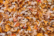 Dry autumn leaves lying on the road, abstract autumn background