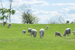 Sheep grazing under blue skies.