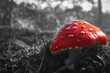 Waldpilz - Fliegenpilz (Amanita muscaria) - Colorkey - High quality photo - Mushroom in the Forest - Photo Wallpaper	