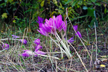 Wall Mural - crocuses in the grass