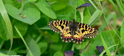 Canvas Print - Southern festoon // Osterluzeifalter (Zerynthia polyxena) - Greece