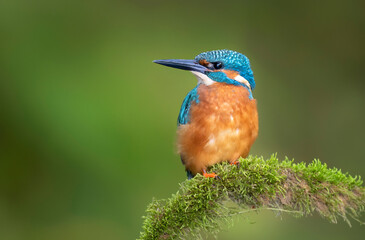 kingfisher bird on the branch ( alcedo atthis )