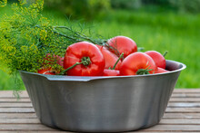 Freshly Picked Tomatoes In A Metal Basin On Top Is A Branch Of Dill, The Background Is A Wooden Box And Green Grass