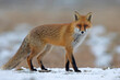 Lis (Vulpes vulpes)