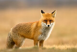 Lis (Vulpes vulpes)