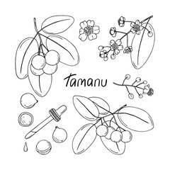 Hand drawn tamanu plant sketch