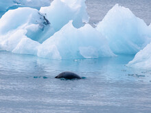 Harbor And Grey Seals Fishing In The Nutrient Rich Deep Blue Glacial Waters Of The Jökulsárlón Lagoon, Bordering Vatnajökull National Park In Southeastern Iceland.