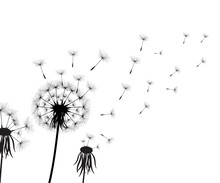 Vector Illustration Dandelion Time. Black Dandelion Seeds Blowing In The Wind. The Wind Inflates A Dandelion Isolated On White Background.