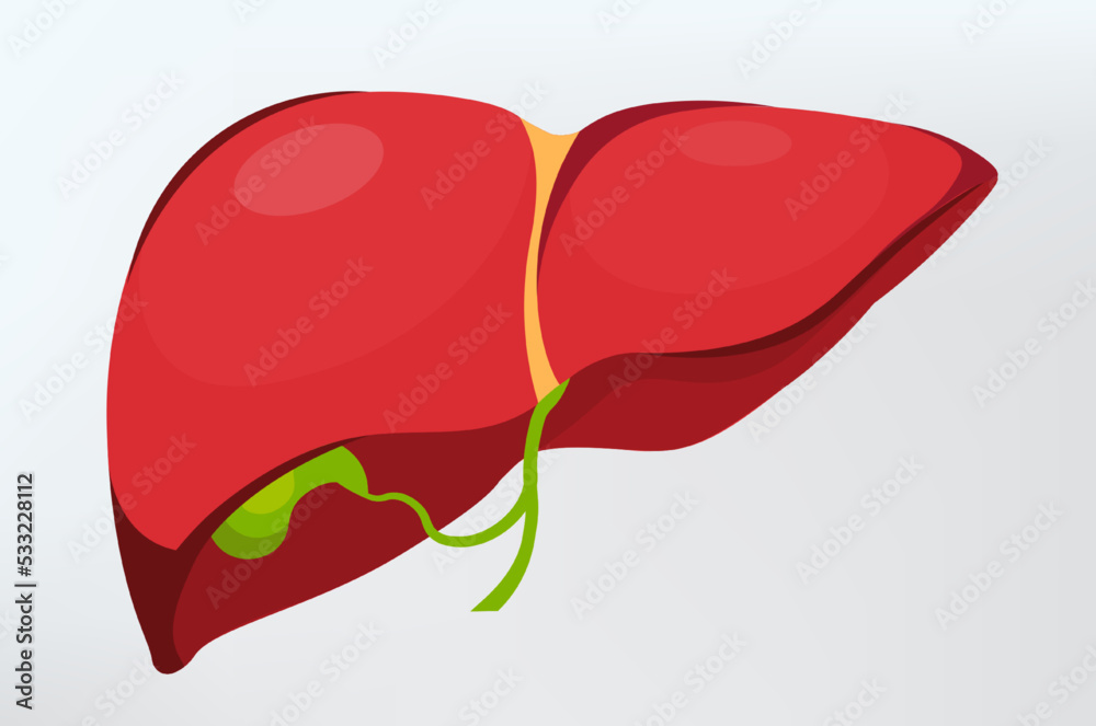 anatomical liver icon human body internal organ anatomy biology ...