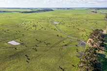 Drone Aerial Photograph Of Cows Grazing In A Field On King Island