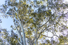 Large Eucalyptus Gum Trees In Regional Australia