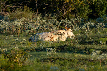cow
