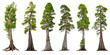 cypress trees, collection of evergreen conifers