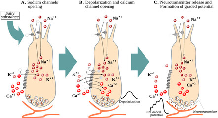 Poster - Transduction process in sensory receptor cells for taste – Salty taste