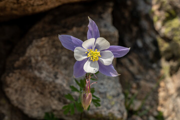 Poster - Single Columbine Blooming Against Rocky Background