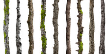 Tree Trunks, Stems Overgrown With Lichen And Moss Isolated On White Background