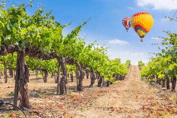 Hot Air Balloons Flying Above Beautiful Green Grape Vineyard.