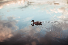 Single Duck Swimming On Reflective Pond