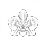 Fototapeta Storczyk - Orchidea - piękny rozwinięty kwiat. Ręcznie rysowana botaniczna wektorowa ilustracja.