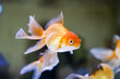 © Haryanto - Goldfish at aquarium fish, from Asia.The goldfish on Chinese sign brings a prosperity and good luck.