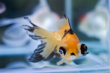 Goldfish at aquarium fish, from Asia.The goldfish on Chinese sign brings a prosperity and good luck.	