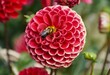 Closeup of a bee pollinating a red laciniated Dahlia flower