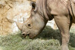 a sick rhino is fed with hay and is under observation 