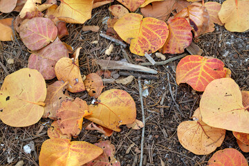 Wall Mural - colorful dry fallen leaves on forest floor or park ground