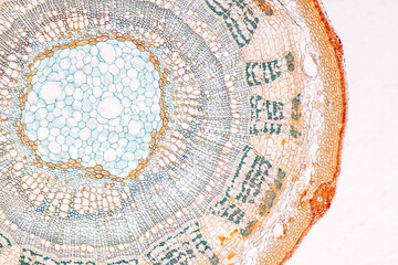 Wall Mural - Plant tissue Structure, section (tissue) of stem plant tissue under a light microscope.