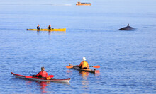 Tourists In Kayaks Observing Whale In Tadoussac Area, Saint Lawrence Estuary, Côte-Nord, Canada