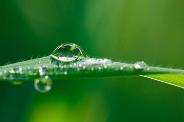 Wall Mural - Green leaf with dew drop of water in morning on nature  background