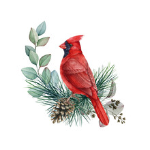 Red Cardinal Bird With Pine And Eucalyptus Branches. Watercolor Illustration. Hand Drawn Realistic Cardinal Bird Wintertime Decoration. Winter Nature Scene Decor. White Background